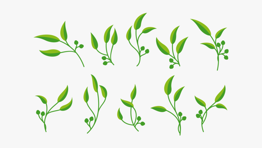 Eucalyptus Vector - Transparent Seeded Eucalyptus Png, Png Download, Free Download