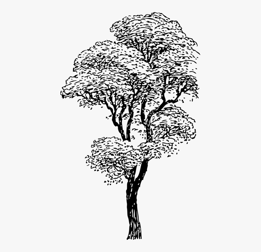 Art,monochrome Photography,carnivoran - Tall Tree Clipart Black And White, HD Png Download, Free Download