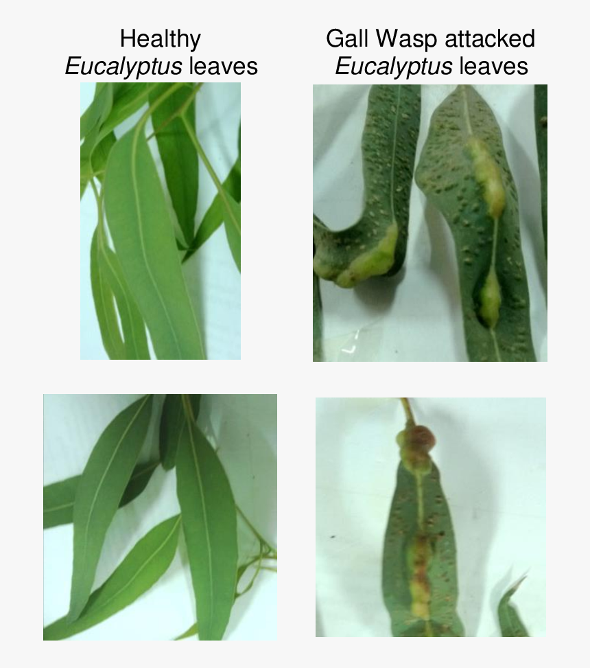 Eucalyptus Leaves Galls, HD Png Download, Free Download