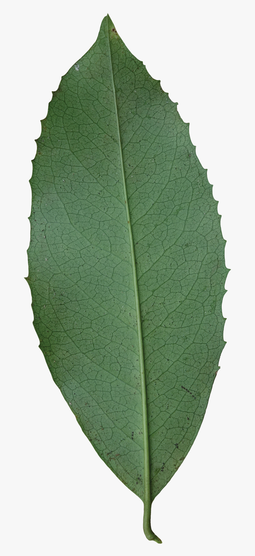 Canoe Birch, HD Png Download, Free Download