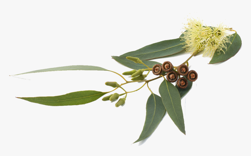 Eucalyptus Globulus Eucalyptus Smithii Eucalyptus Radiata - Eucalyptus Radiata, HD Png Download, Free Download