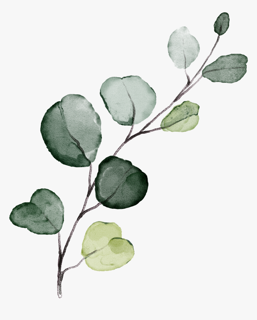 Eucalyptus Png, Transparent Png, Free Download