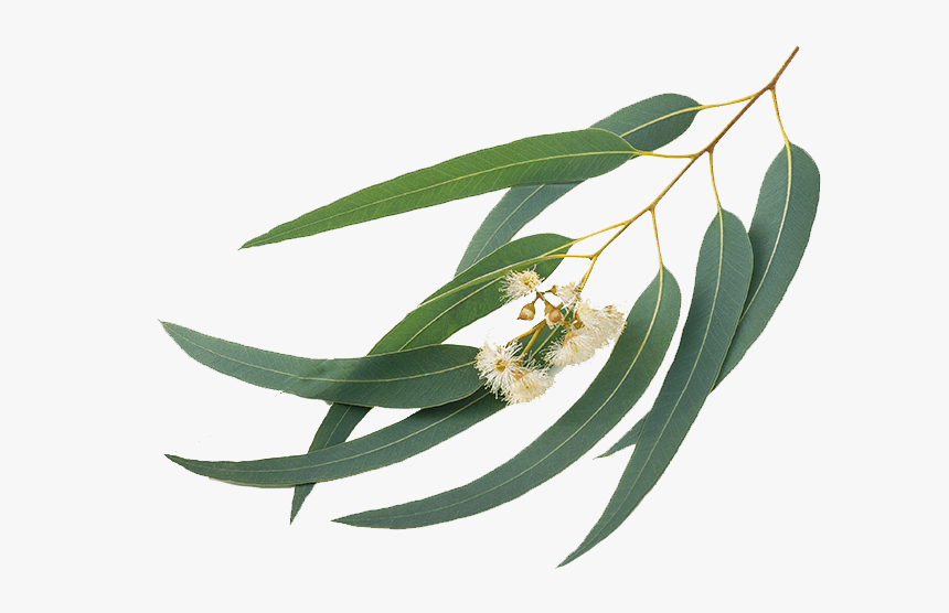 Eucalyptus, HD Png Download, Free Download