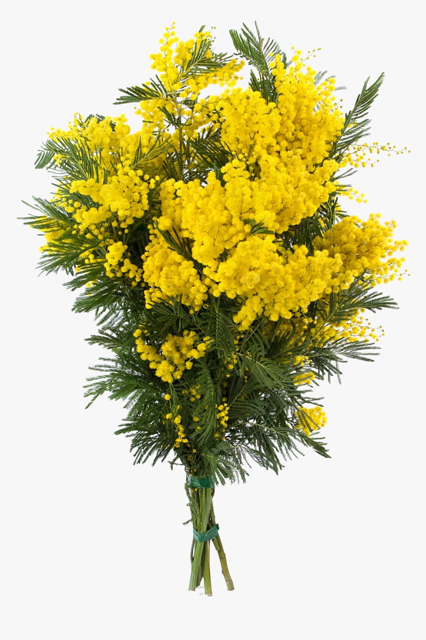 Transparent Goldenrod Flower Clipart - Mimosa Bouquet, HD Png Download, Free Download