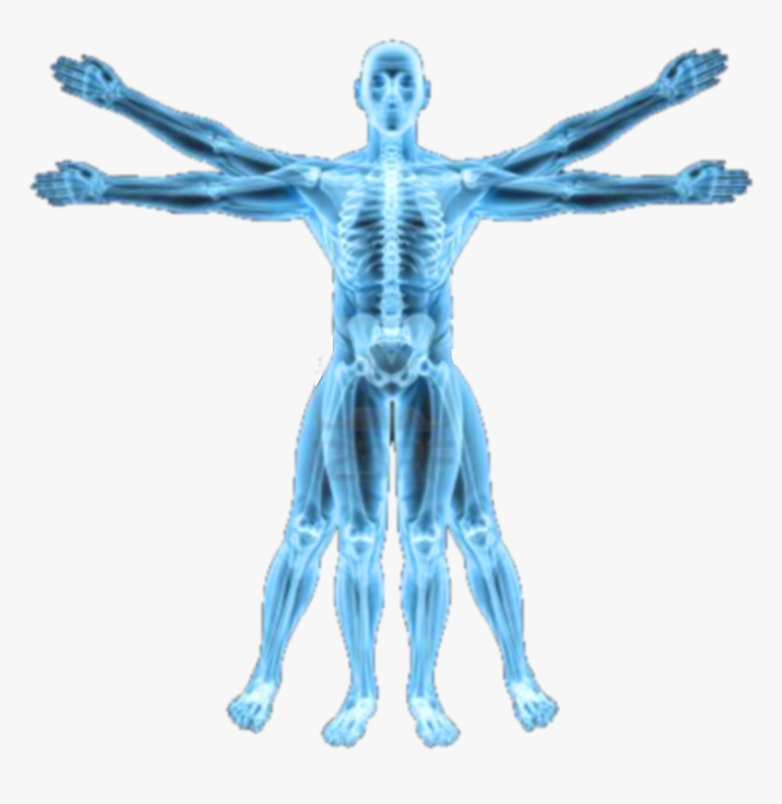 Human Body Xray Png, Transparent Png, Free Download