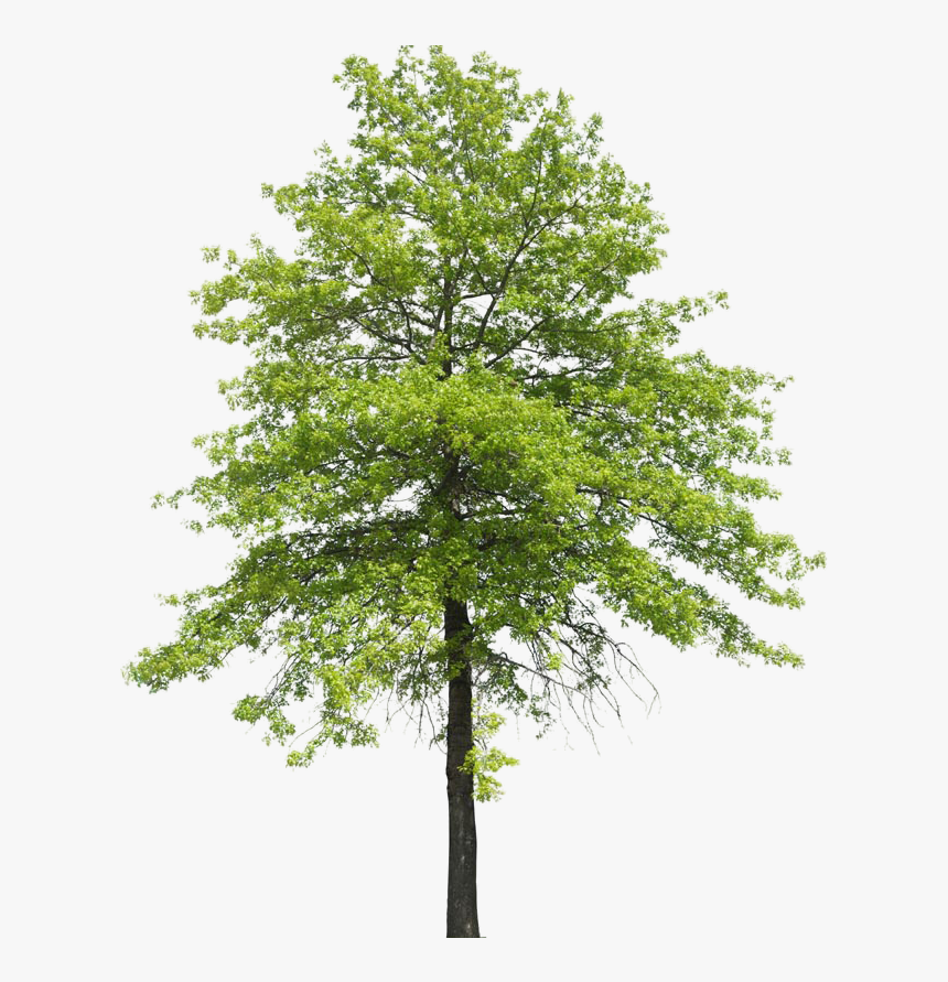 Plant Shrub Transpiration Nature Tree Arboles Clipart - Arbol Sin Fondo Png, Transparent Png, Free Download