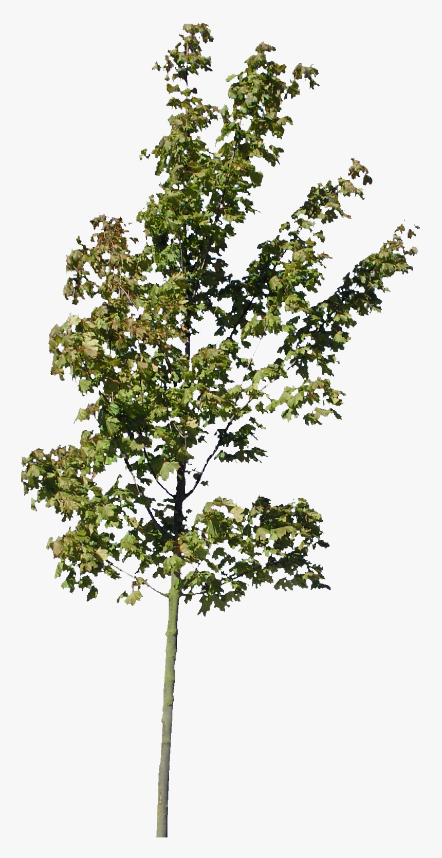 Descargar Árboles Png Gratis - Tree For Section Png, Transparent Png, Free Download