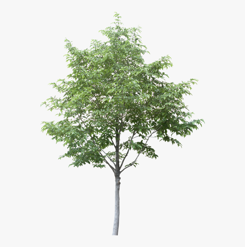 Free Arboles En Planta Png - Aspen Tree Cut Out, Transparent Png, Free Download