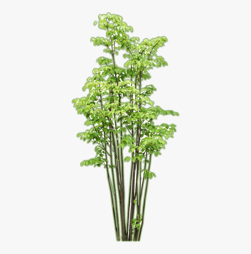 Arboles Png, Transparent Png, Free Download