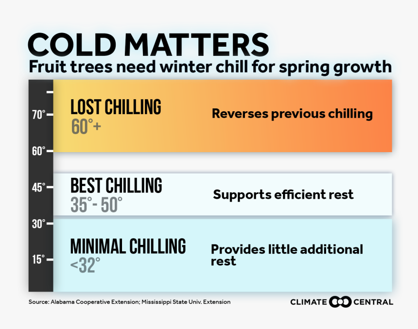 Arboles Png, Transparent Png, Free Download