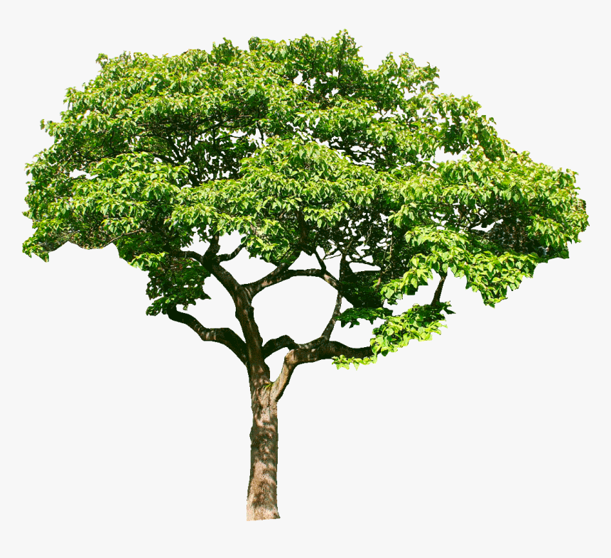 Trees Png Hd, Transparent Png, Free Download