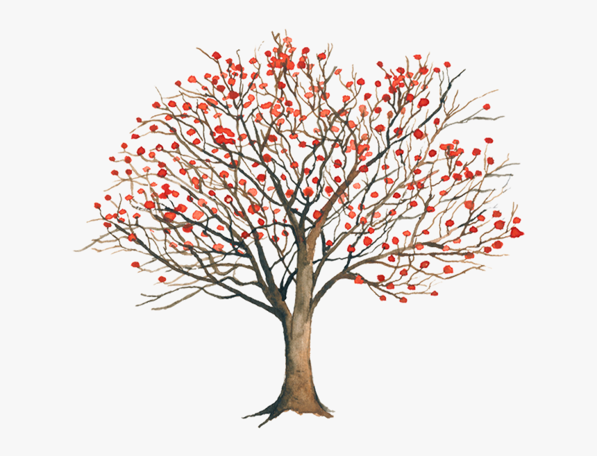Erythrina Coralloides Png, Transparent Png, Free Download