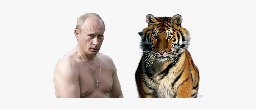 Vladimir Putin Shirtless With Tiger, HD Png Download, Free Download