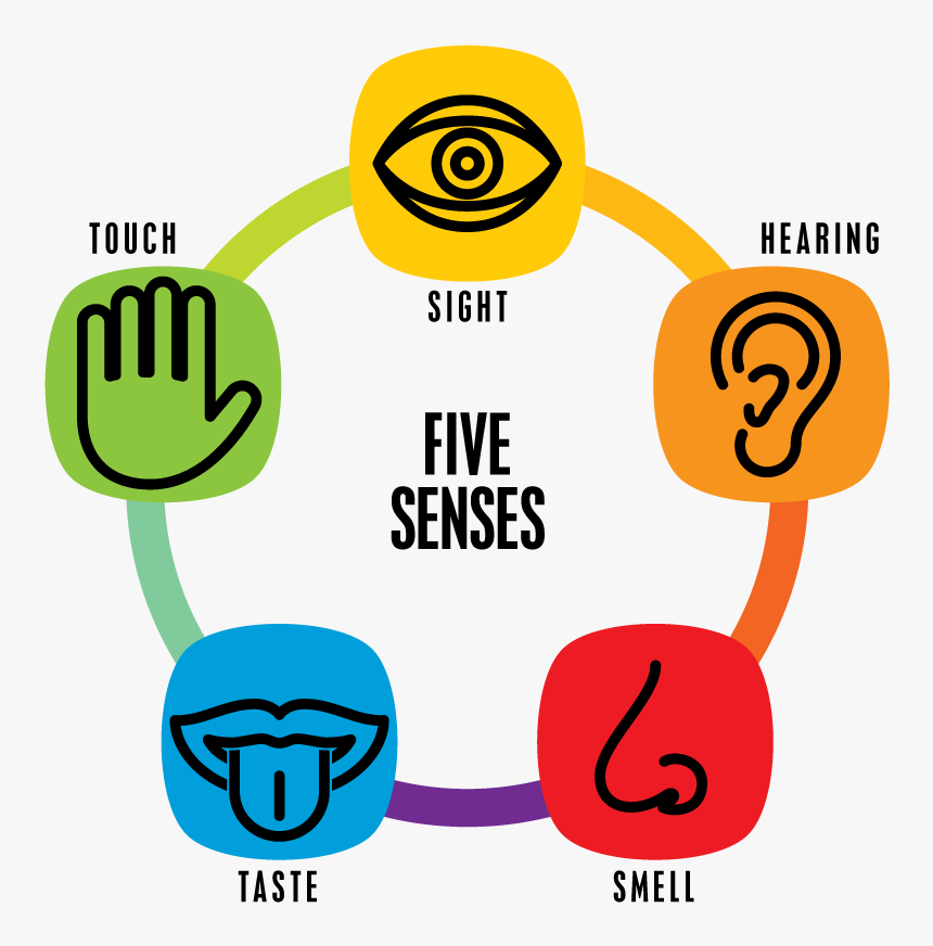 5 Senses, HD Png Download, Free Download