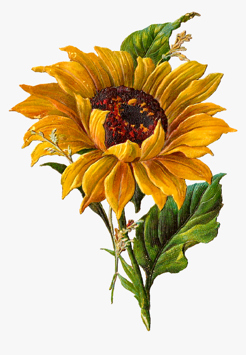 Vintage Transparent Background Sunflower Png, Png Download, Free Download