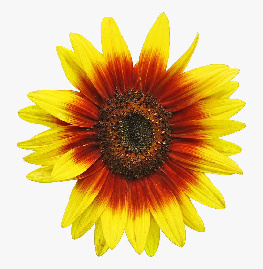 Free Sunflower Clipart Image 2 Clip Art - Clip Art Sun Flower, HD Png Download, Free Download