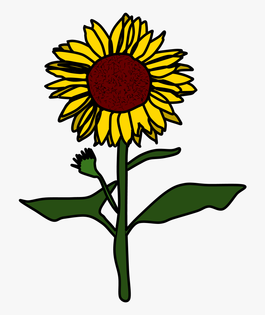 Sunflower, Yellow, Brown - Sunflower Black And White Png, Transparent Png, Free Download