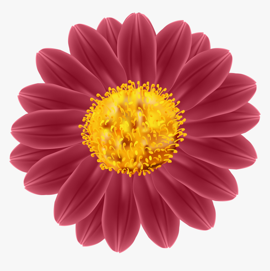 Transparent Blooming Clipart - Mexican Sunflower Drawing, HD Png Download, Free Download