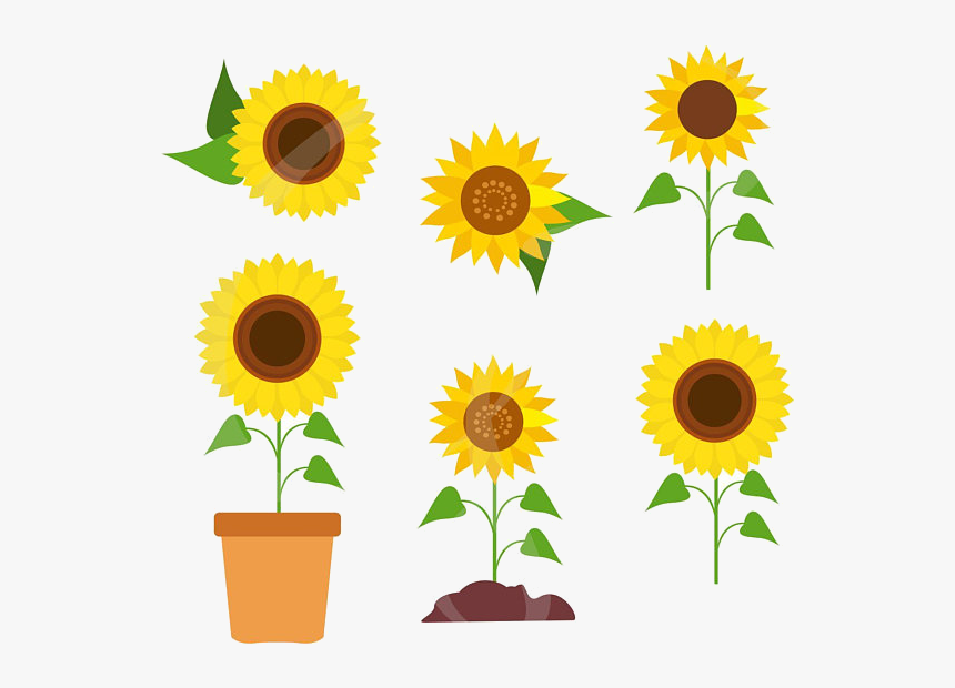 Sunflower Clipart Transparent Png - Sunflower Vector, Png Download - kindpn...