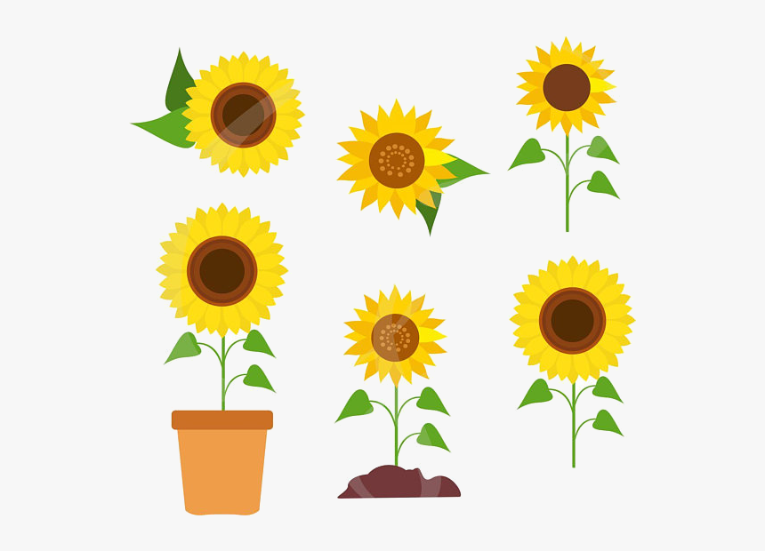 Sunflower Clipart Transparent Png - Sunflower Vector, Png Download, Free Download