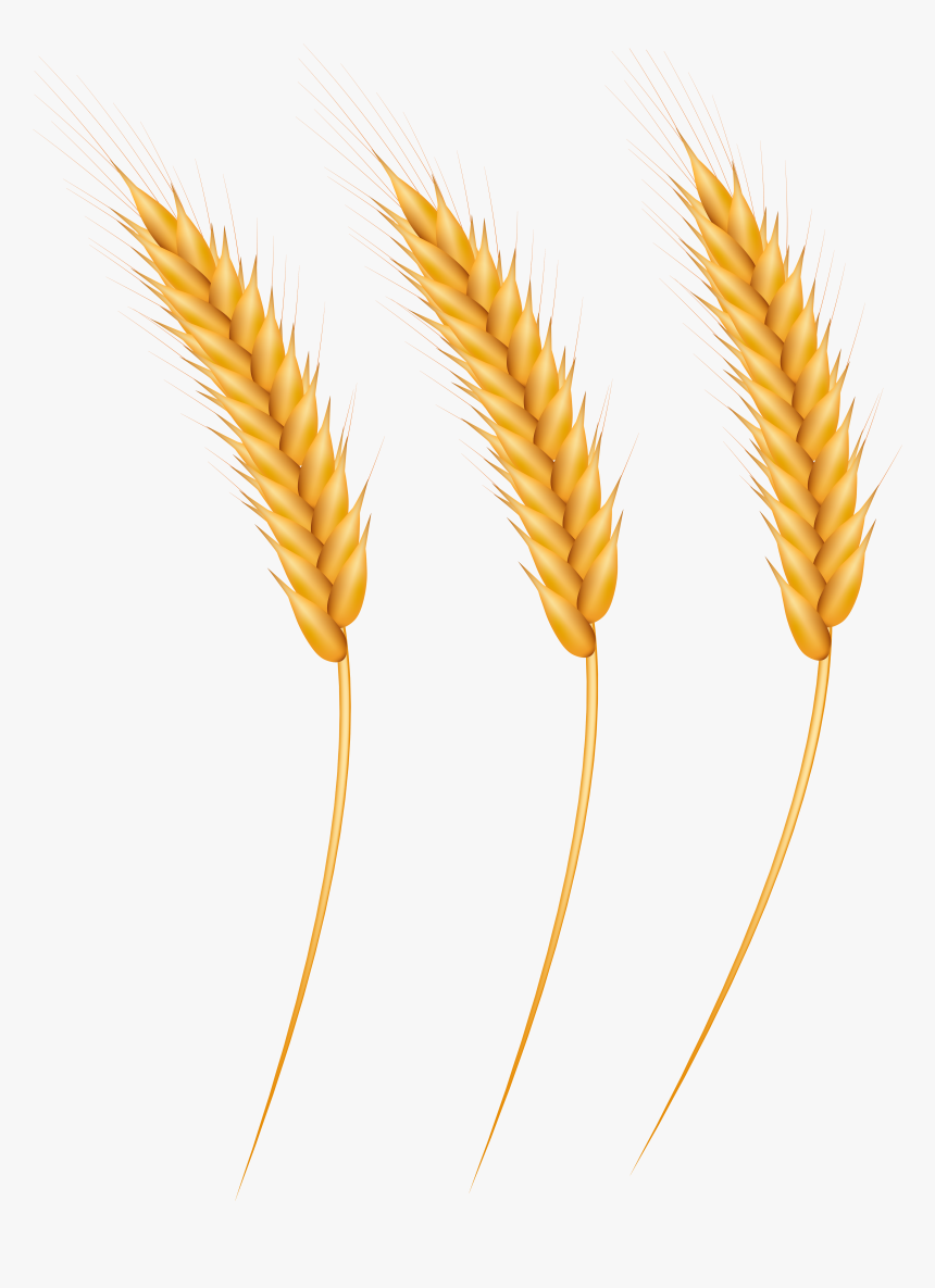 Grains Png Clip Art - Wheat Clip Art, Transparent Png, Free Download
