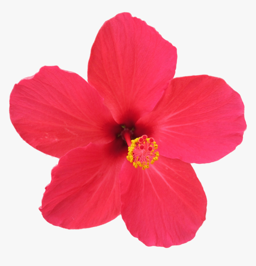 Jaba Flower Png - Hibiscus Rosa Sinensis Png, Transparent Png, Free Download