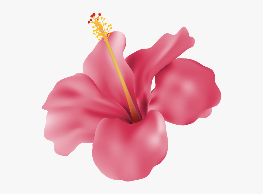 Transparent Hibiscus Flower Png - Pink Hibiscus Png, Png Download, Free Download