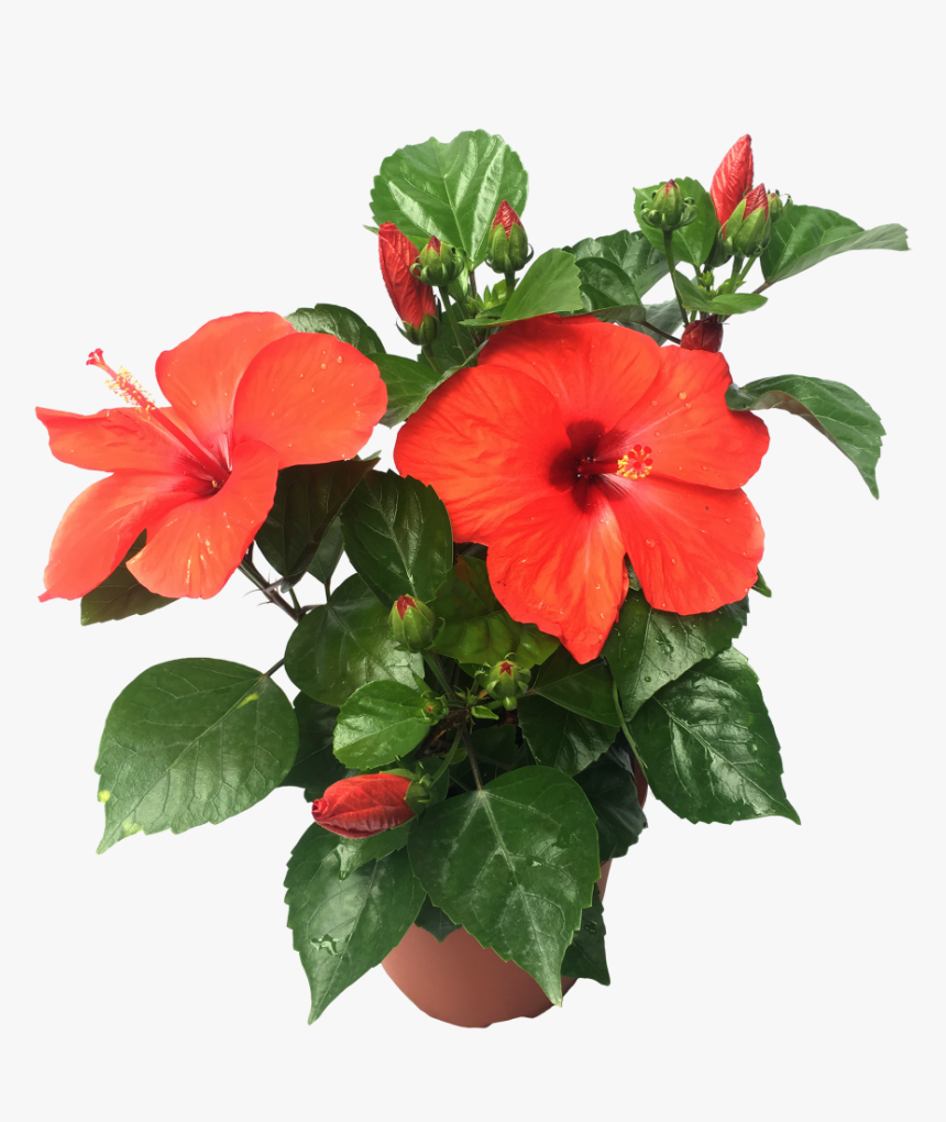 Hawaiian Hibiscus, HD Png Download, Free Download