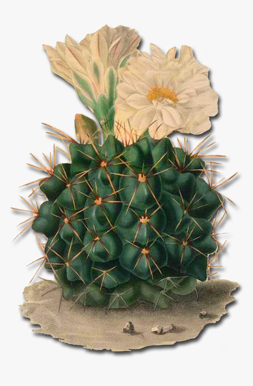 Spreuk Met Cactus, HD Png Download, Free Download