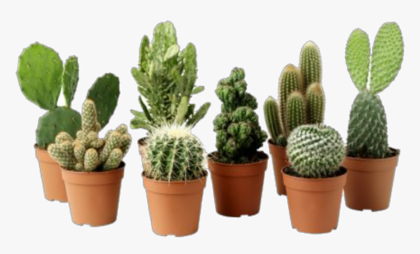 Cactus Plant Png Clipart - Ikea Cactus, Transparent Png, Free Download