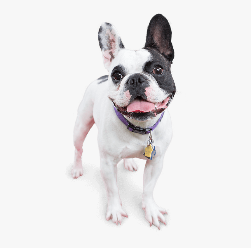 Happy Dog Png, Transparent Png, Free Download