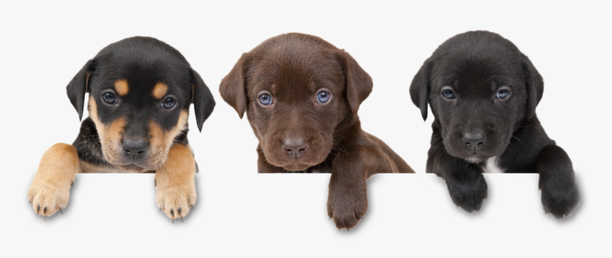 3 Kb, High Quality - Puppies Dogs Png, Transparent Png, Free Download
