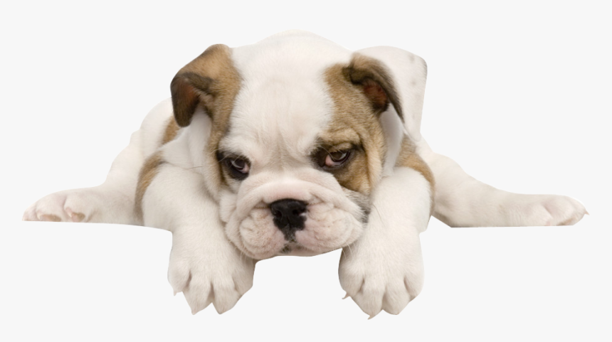 French Bulldog Toy Bulldog American Bulldog Puppy - Transparent Background Bulldog Png, Png Download, Free Download