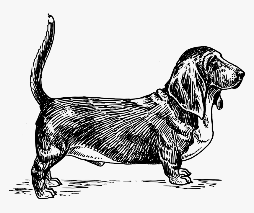 Basset Hound Dog Vector, HD Png Download, Free Download