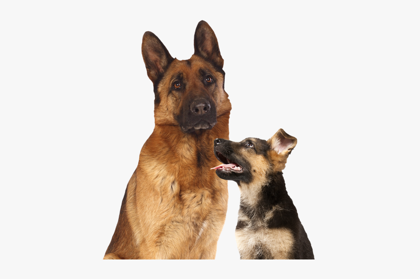 Old German Shepherd Dog, HD Png Download, Free Download