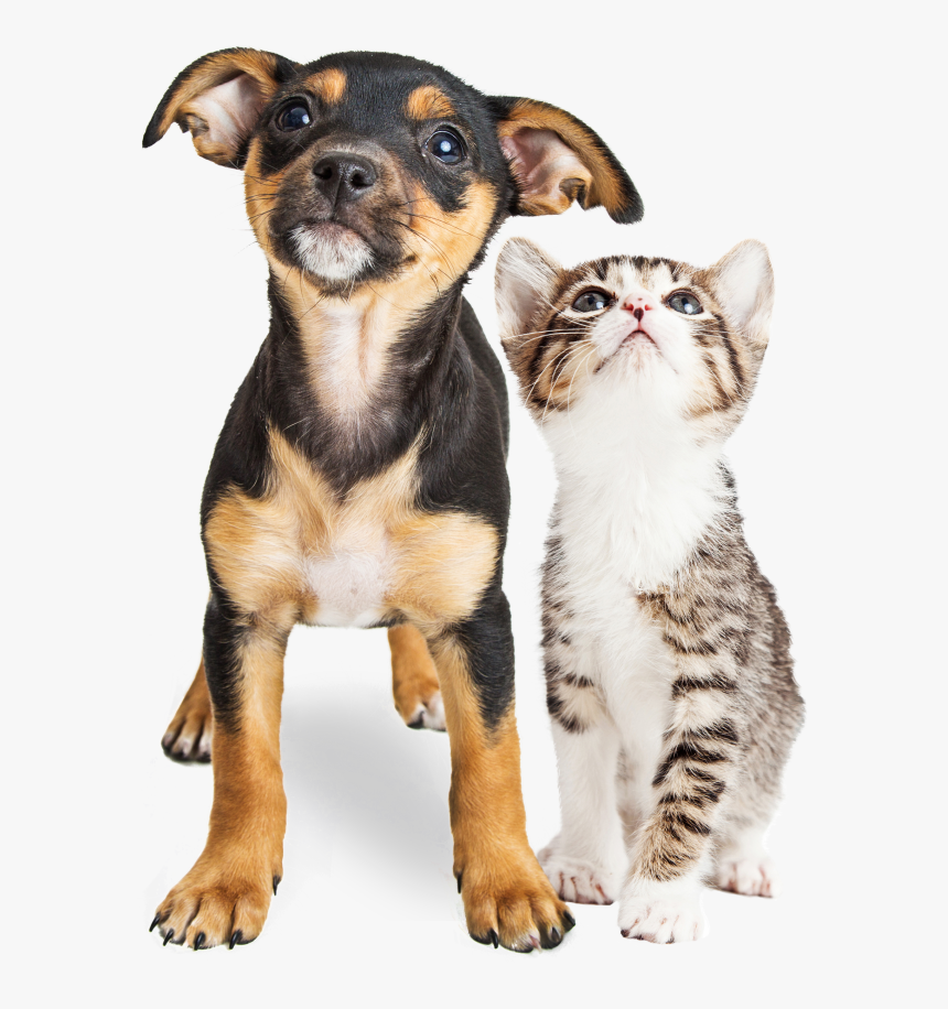 Veterinary Services ─ Young Kitten And Puppy Together - Thankful For Second Chances, HD Png Download, Free Download