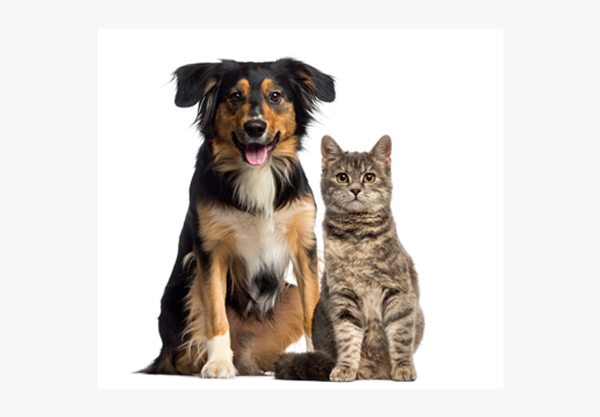 Rspca Dog And Cat, HD Png Download, Free Download