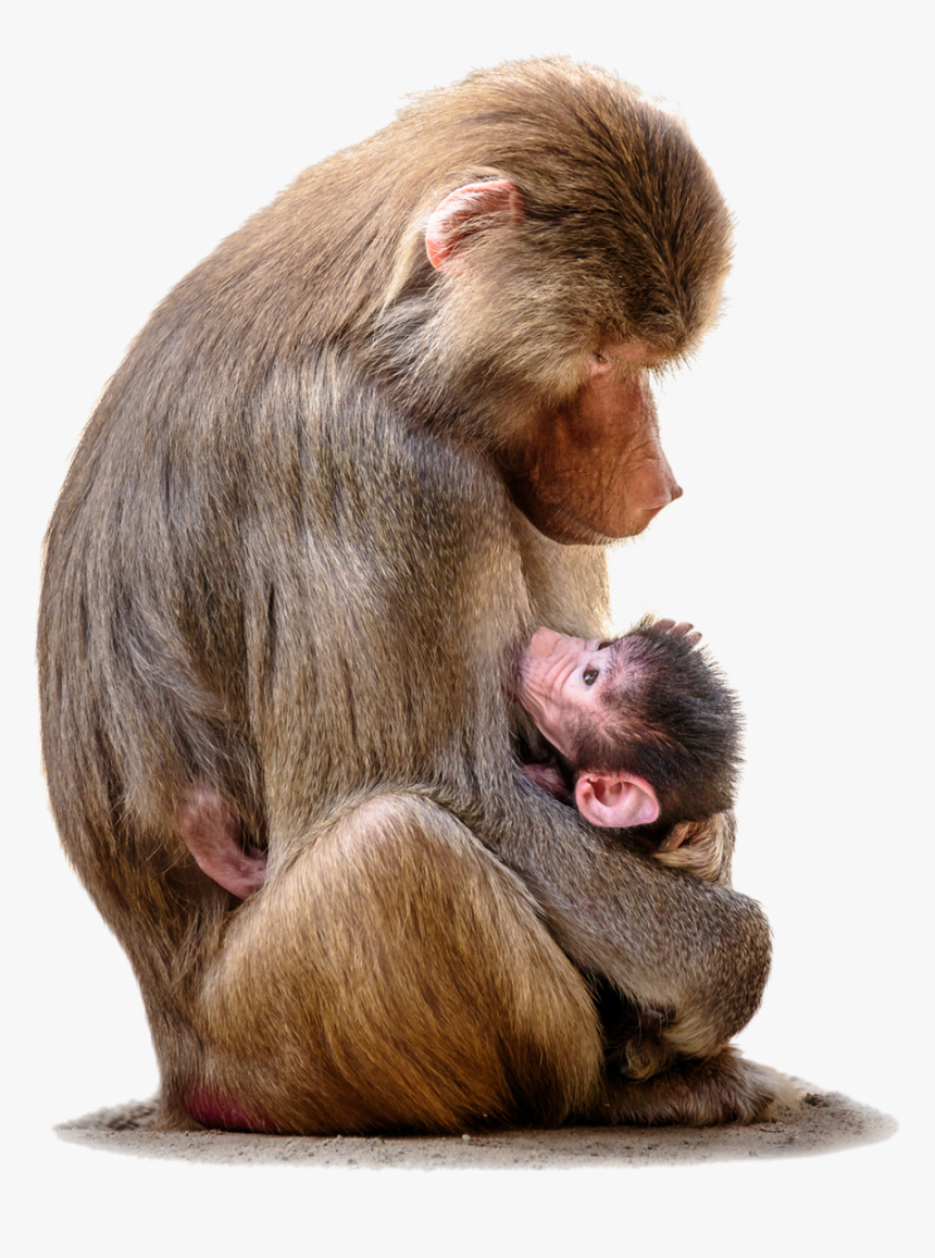 World Monkey,rhesus Macaque,primate,new World Monkey,interaction,fur - Hamadryas Baboon Pregnant, HD Png Download, Free Download