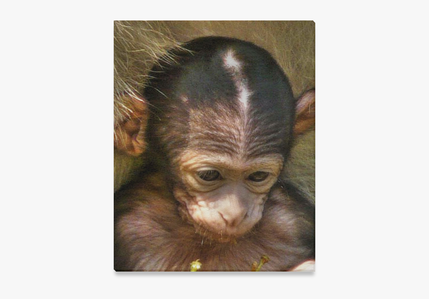 Sweet Baby Monkey Canvas Print 16"x20" - Orangutan, HD Png Download, Free Download