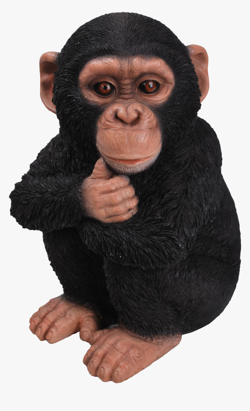 Rl Baby Chimpanzee F - Real Chimpanzee, HD Png Download, Free Download