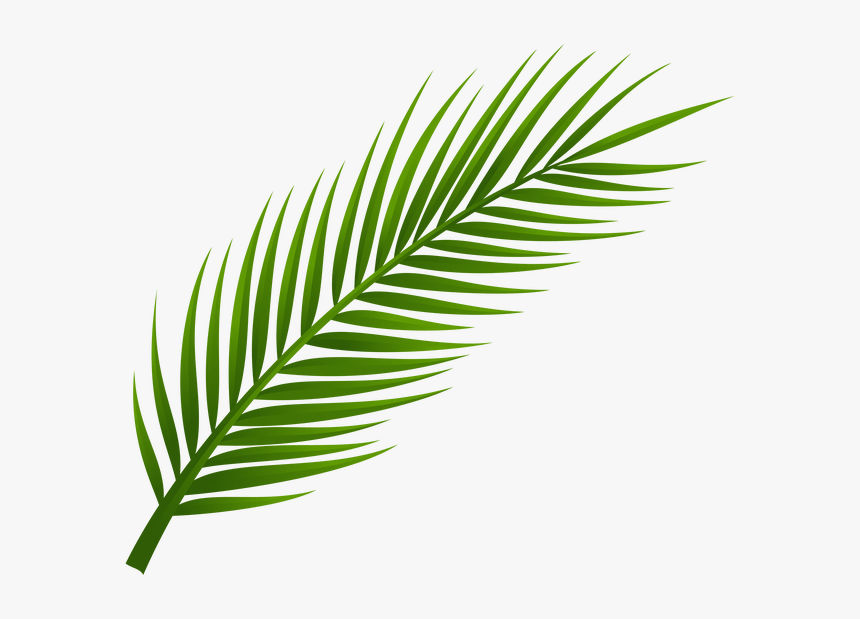 Palm Tree Clip Art, Palm Tree Drawing, Leaf Drawing, - Transparent Background Palm Leaf Png, Png Download, Free Download