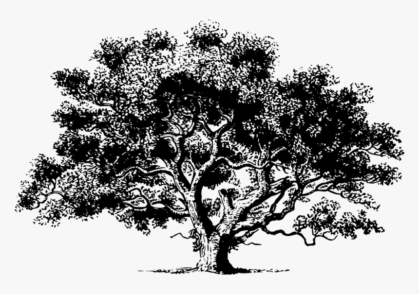 Tree, Drawing, Detailed, Foliage, Black And White - Oak Tree Poem Printable, HD Png Download, Free Download