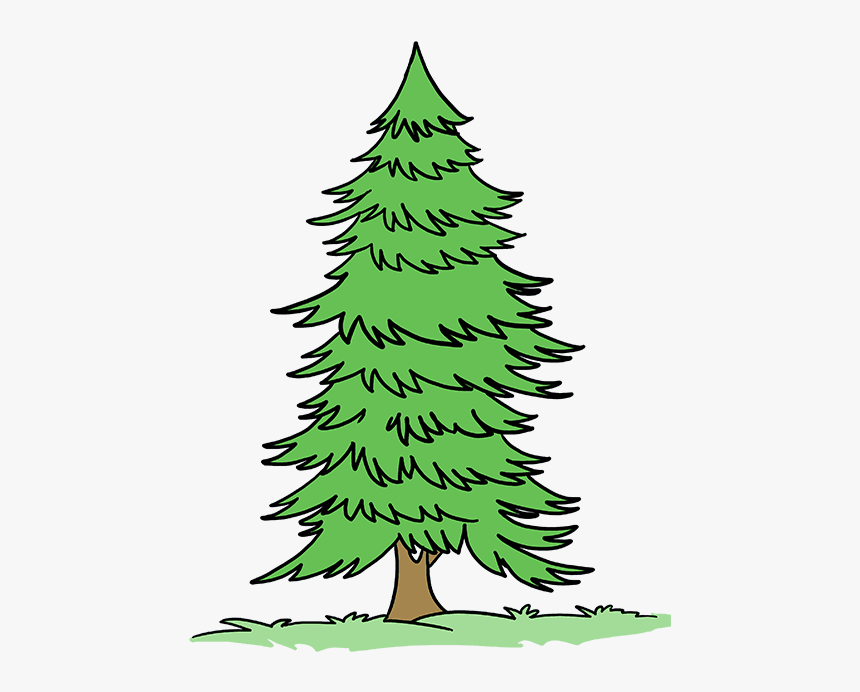 How To Draw Spruce - Draw A Spruce Tree Easy, HD Png Download, Free Download