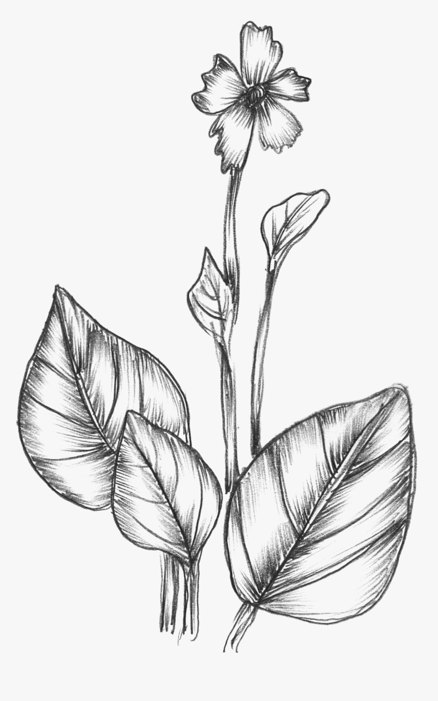 Free Vector Sketchy Plants - Hand Drawn Plants Png, Transparent Png, Free Download