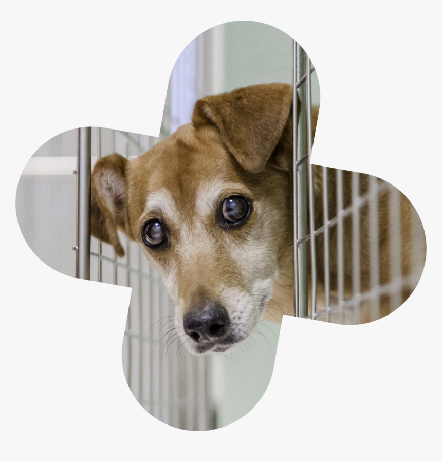 Transparent Sad Puppy Png - Companion Dog, Png Download, Free Download