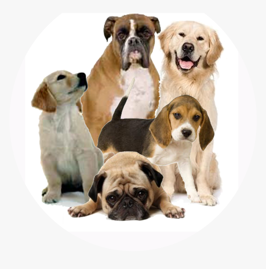 Dogs Png, Transparent Png, Free Download