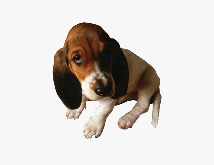 Sad Looking Dog, HD Png Download, Free Download