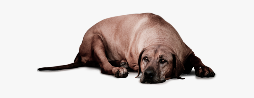 Saddog2, HD Png Download, Free Download