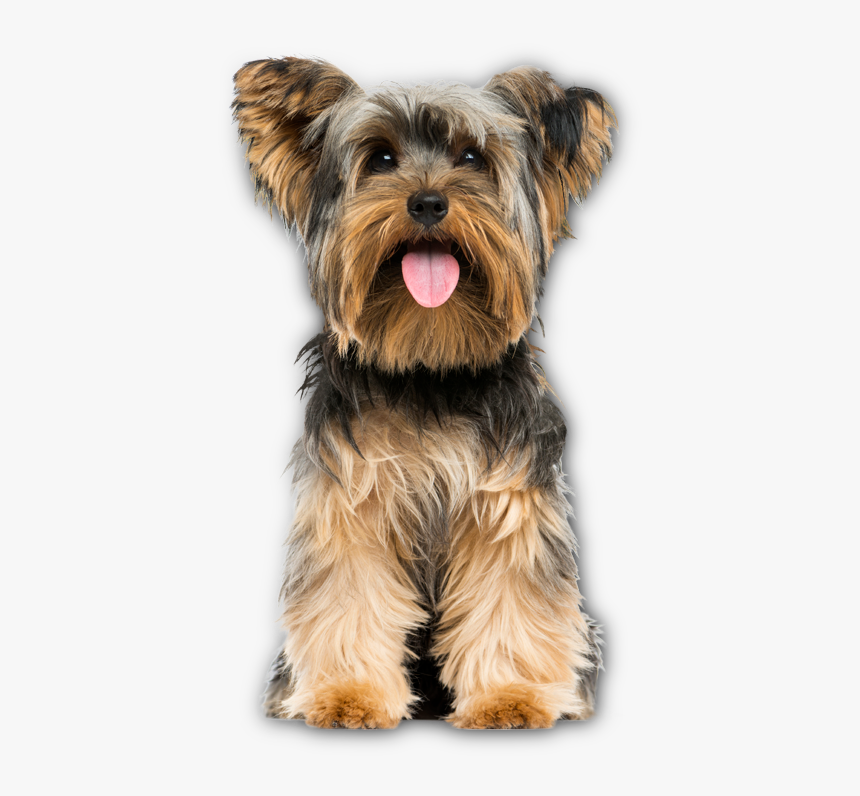 Breed,canidae,yorkshire Dog,small Silky Terrier,toy - Yorkshire Terrier Png, Transparent Png, Free Download