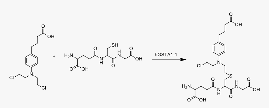 Chlorambucil Glutathione Reaction - Chlorambucil Dna, HD Png Download, Free Download